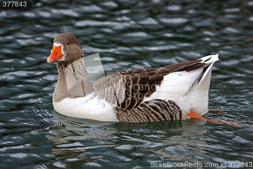 Image of Swimmig Goose