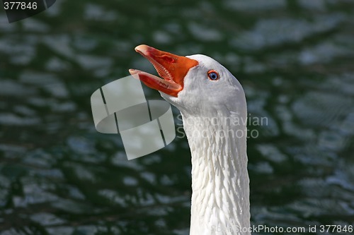 Image of White Goose