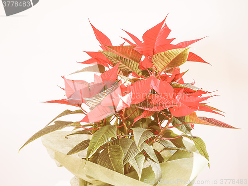 Image of Retro looking Poinsettia Christmas star