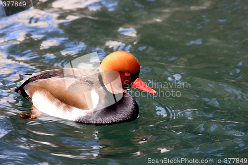 Image of Swimming Duck