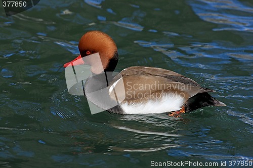 Image of Swimming Duck