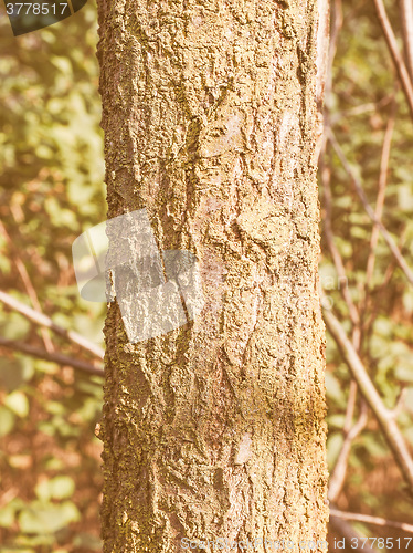 Image of Retro looking Tree bark