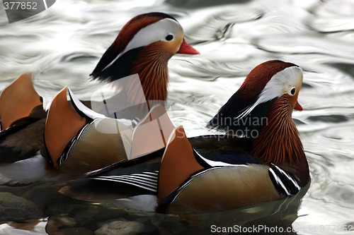 Image of Two Mandarin Ducks