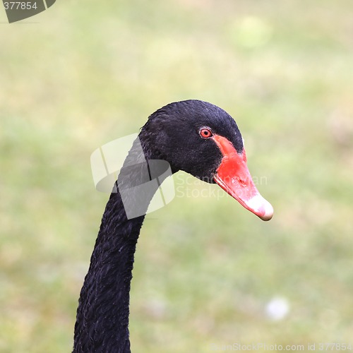 Image of Black Swan