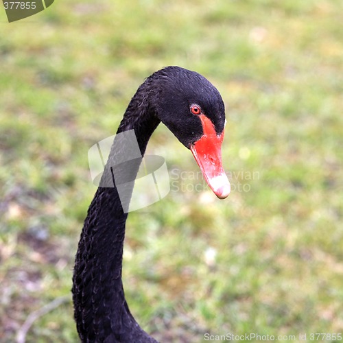 Image of Black Swan