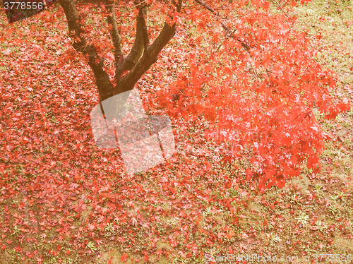 Image of Retro looking Canarian maple tree