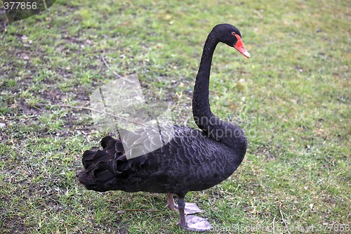 Image of Black Swan