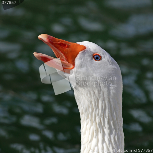 Image of White Goose