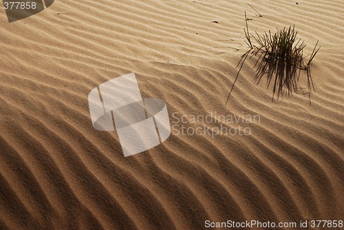 Image of Desert