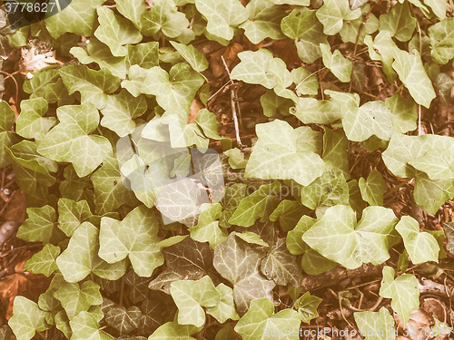Image of Retro looking Ivy leaves