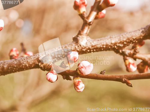 Image of Retro looking Peach tree flower