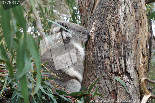 Image of Australian Koala Bear