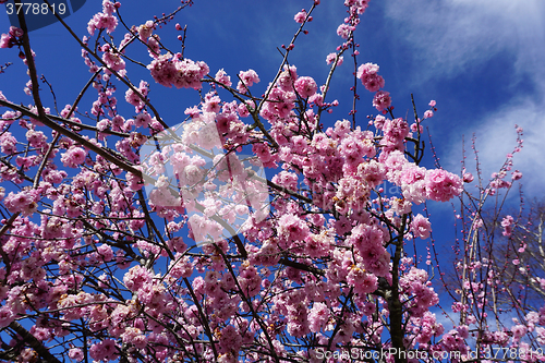 Image of Cherry Blossoms in Australia