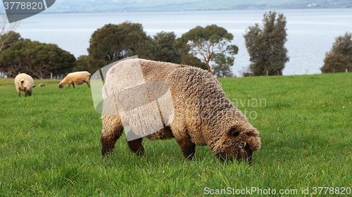 Image of Sheep grazing on a lovely green pasture