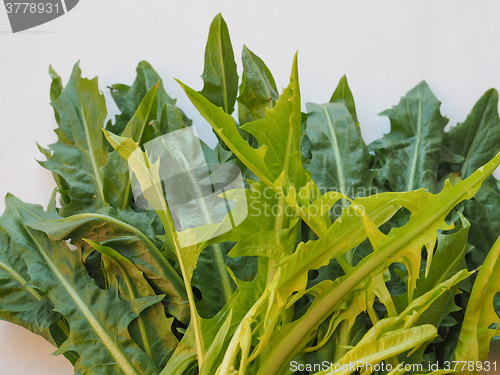 Image of Catalonian chicory salad