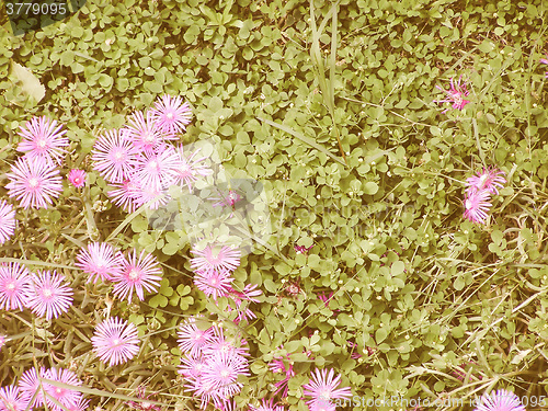 Image of Retro looking Grass meadow with flowers