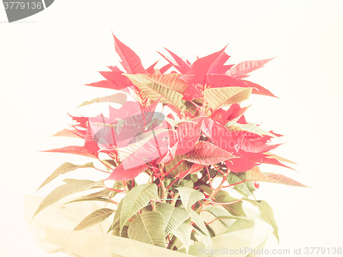 Image of Retro looking Poinsettia Christmas star