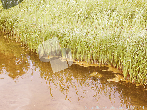 Image of Retro looking Pond grass