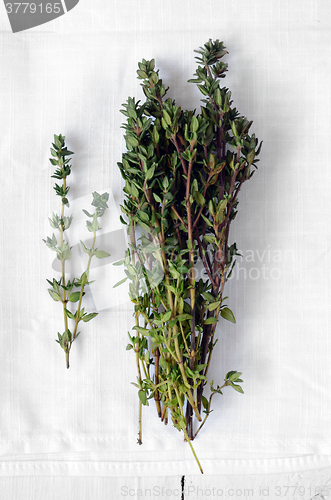 Image of Bunch of fresh thyme