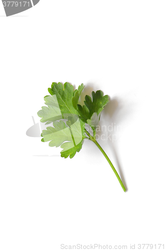 Image of Fresh green Parsley