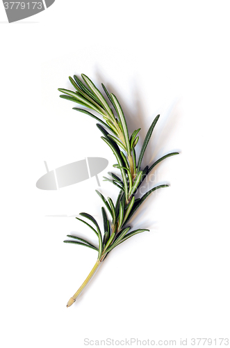 Image of Fresh green sprig of rosemary