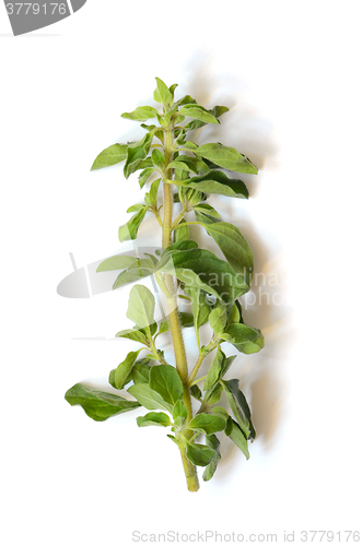 Image of Fresh green sprig of Oregano