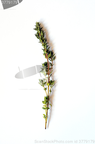 Image of Bunch of fresh thyme