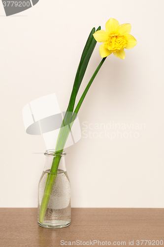 Image of Yellow narcissus in vase