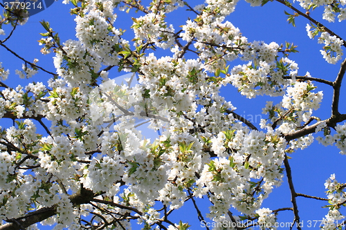 Image of apple flowers background