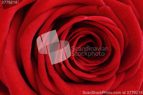 Image of red rose flower