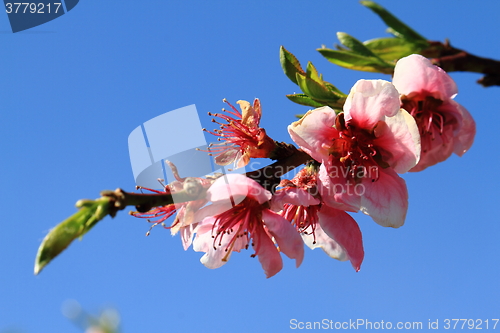 Image of detail of peach flower