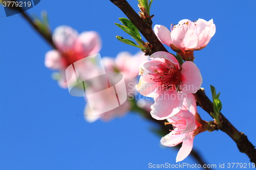 Image of detail of peach flower