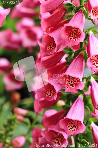 Image of digitalis flowers background