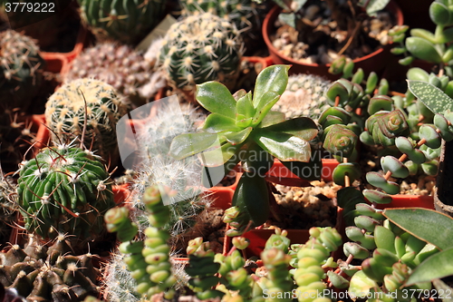 Image of cactuses plants background