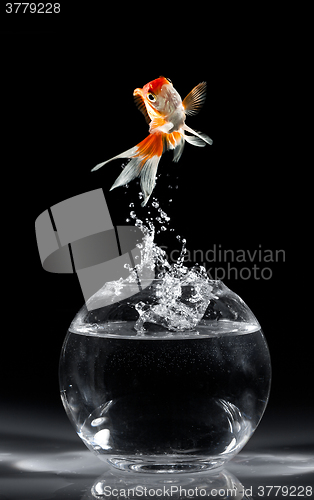 Image of Goldfish jump