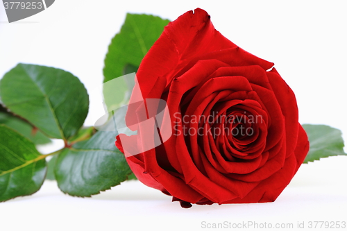 Image of red rose flower