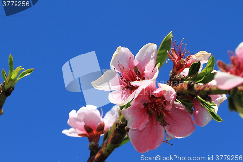 Image of detail of peach flower