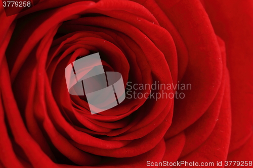 Image of red rose flower