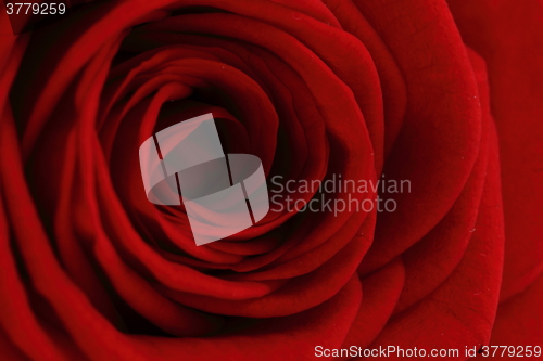 Image of red rose flower