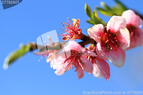 Image of detail of peach flower