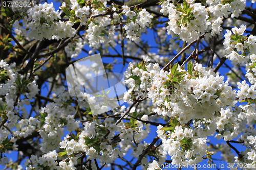 Image of apple flowers background