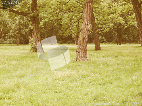 Image of Retro looking Tree in a park