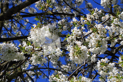 Image of apple flowers background