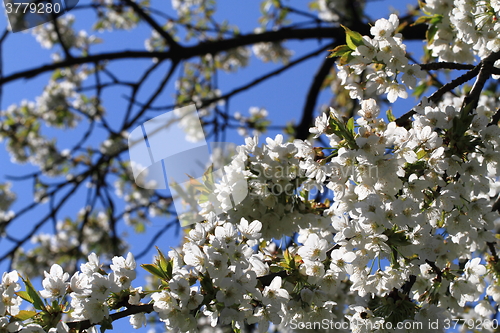 Image of apple flowers background