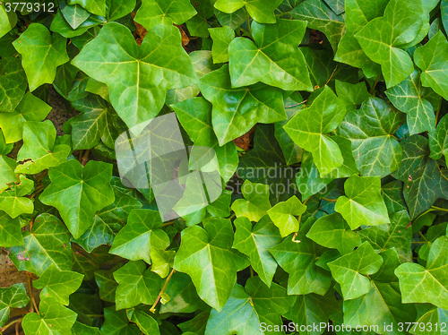 Image of Green ivy leaves