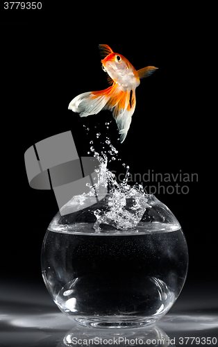 Image of Goldfish jump