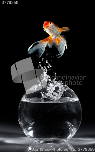 Image of Goldfish jump