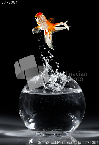 Image of Goldfish jump