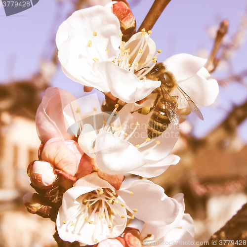 Image of Retro looking Bee fetching nectar from flower