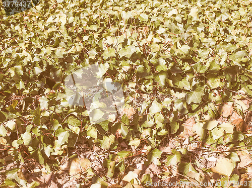 Image of Retro looking Ivy leaf